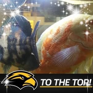 Meet your Posher, Hennisdavid